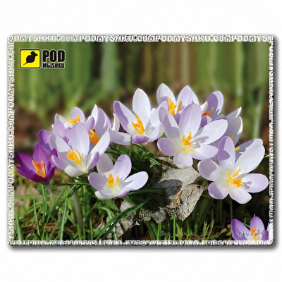 Коврик для мыши Pod Mishkou Весна-Крокусы Коврик для мыши Pod Mishkou Весна-Крокусы