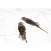 Кофта Breeze с попугаями (12224-116G-beige)